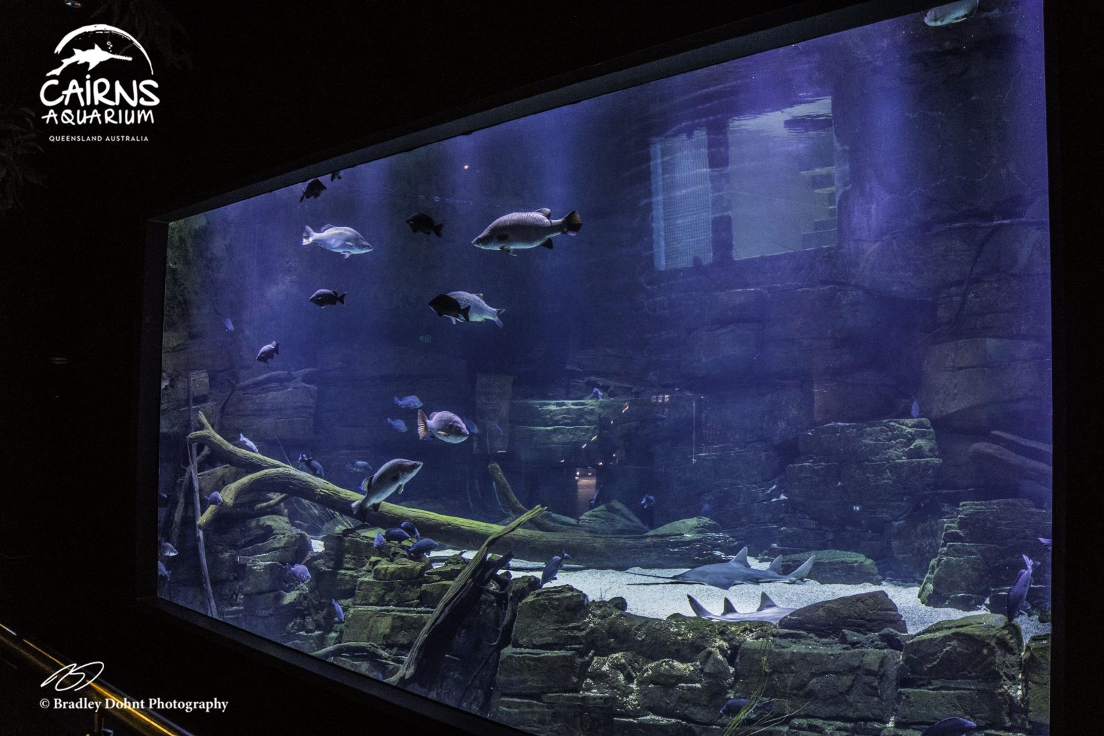 éclairage LED d'aquarium d'eau douce