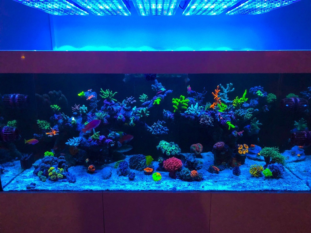 Éclairage LED pour aquarium • Éclairage LED pour aquarium Orphek Reef