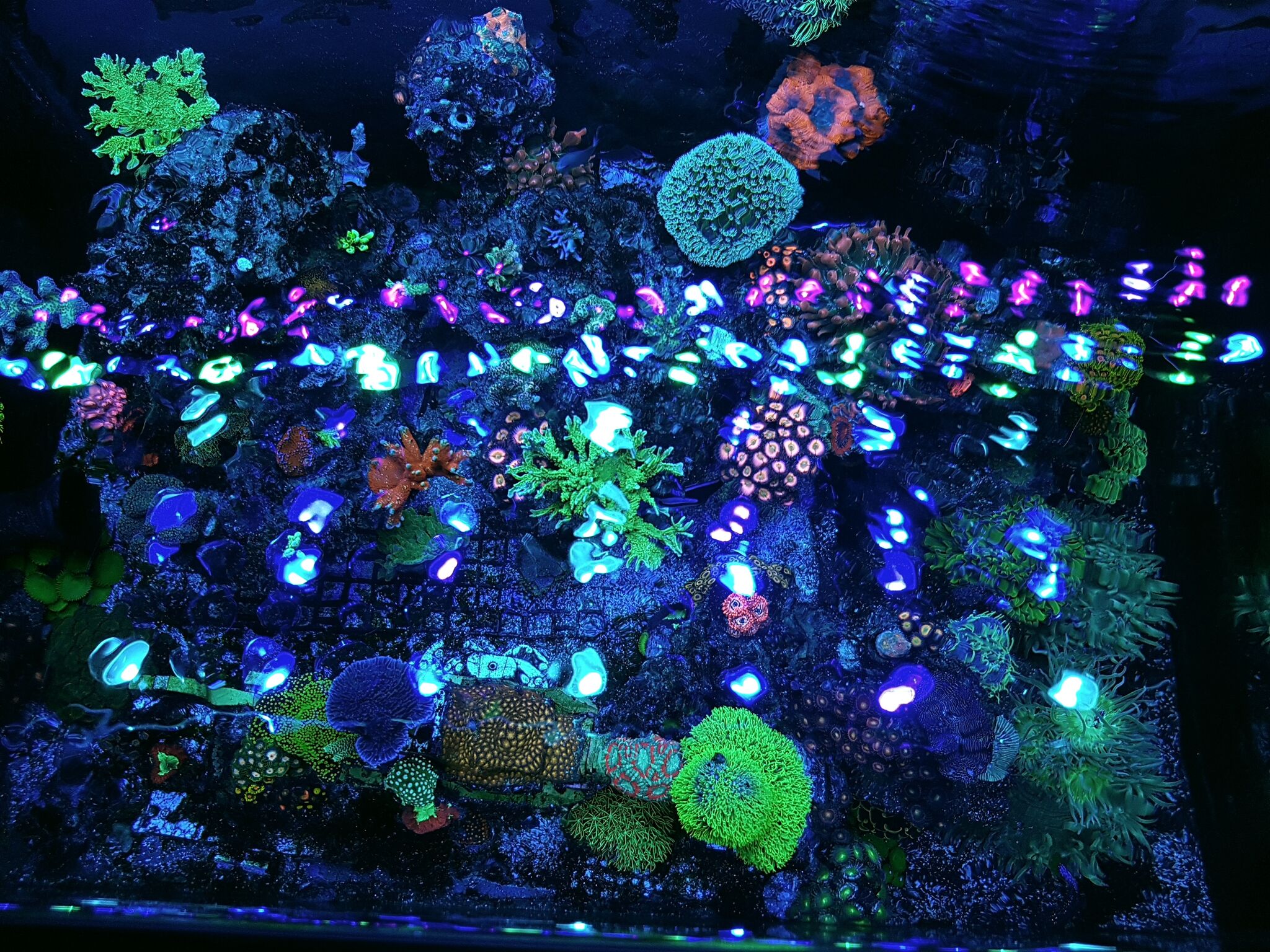 meilleure bande LED d'aquarium