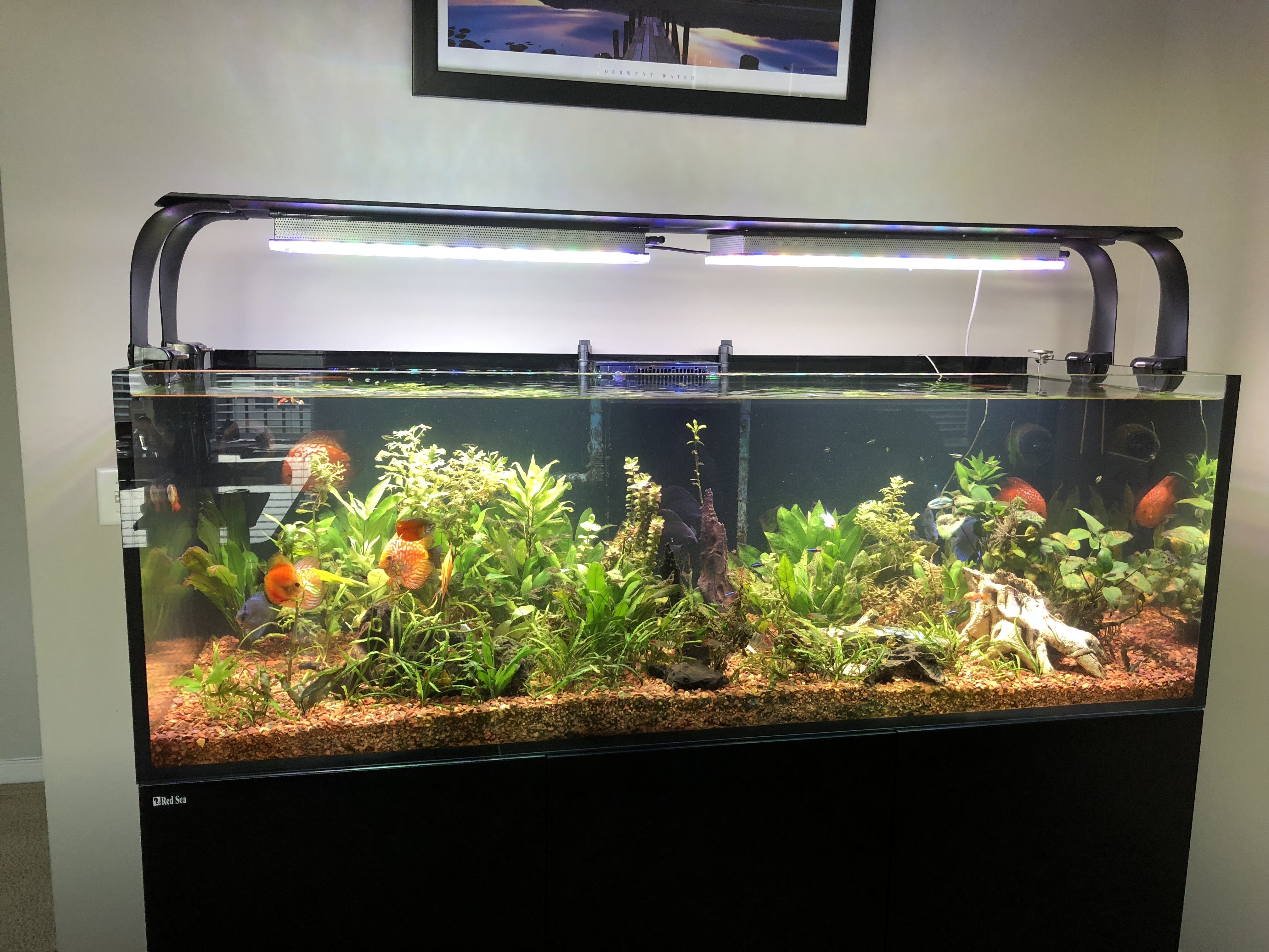 freshwater planted aquarium lighting