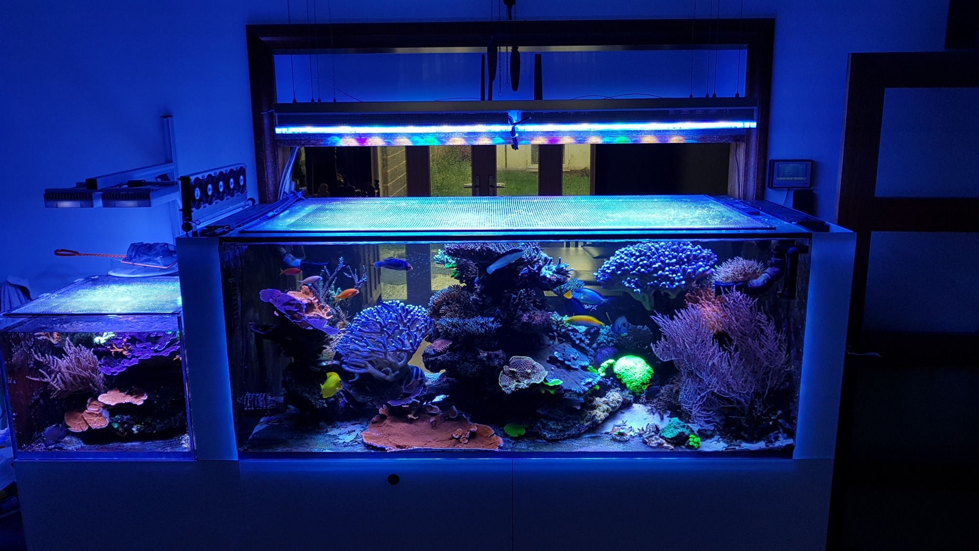 UK Client Upgrades to Atlantik V4 and his reef looks amazing •Reef ...