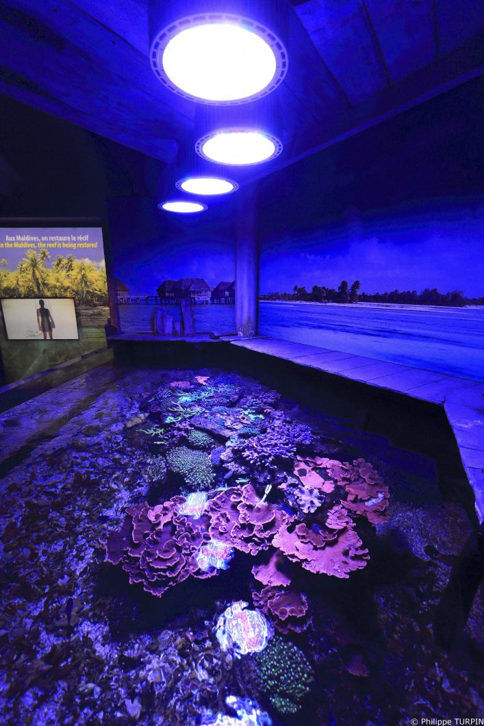 Coral-tank-Orphek-LED-lighting