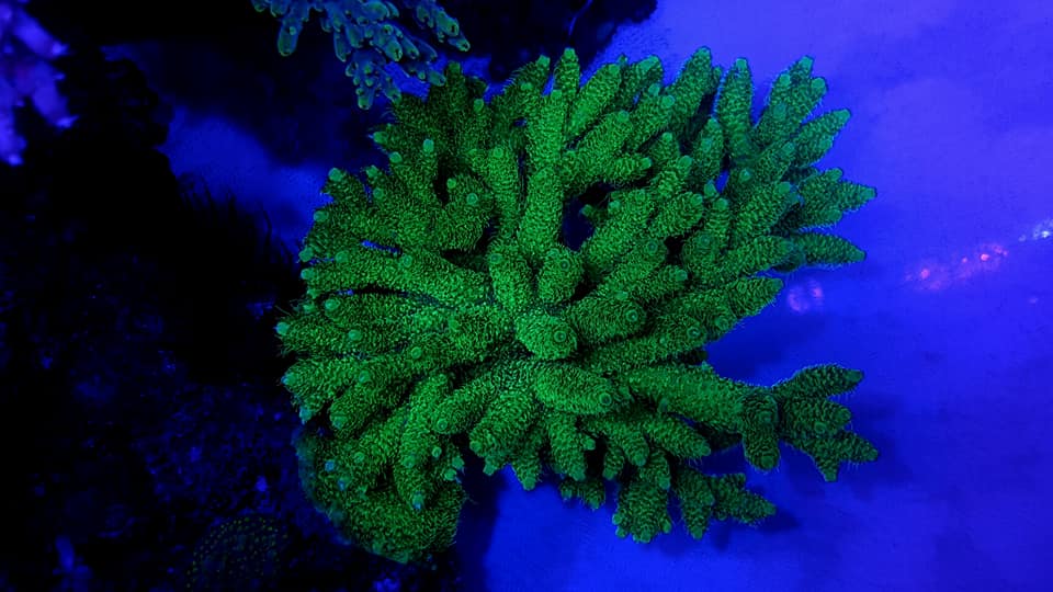 fluorescente de coral violeta verde UV -OR -BAR -LED2