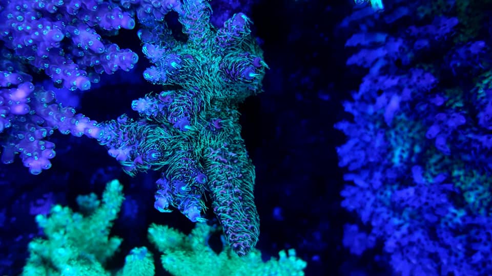 uv-violet korallfluorescerende -OR -BAR -LED3