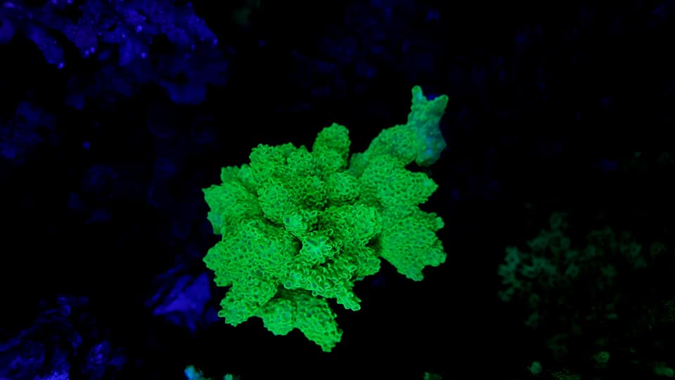 हल्का हरा यूवी बैंगनी मूंगा फ्लोरोसेंट -OR -BAR -LED4