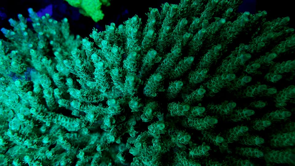 vihreä UV violetti koralli fluoresoiva -OR -BAR-LED5