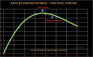 Maximum-photosynthesis-zooxanthellae