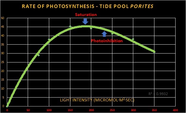 Photosynthèse maximale -zooxanthelles