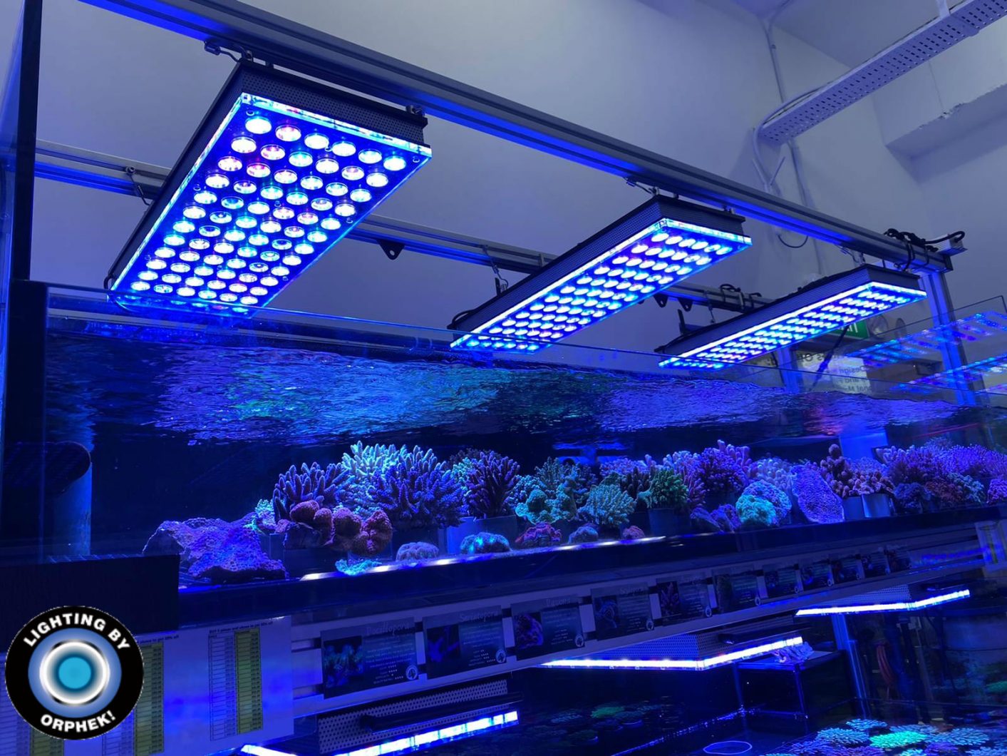 Light Requirements of a Coral -aquarium