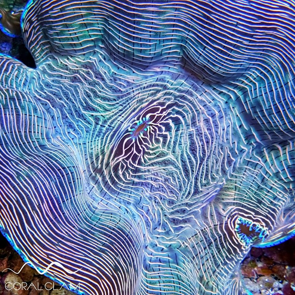 Tridacna Clams orphek Atlantik