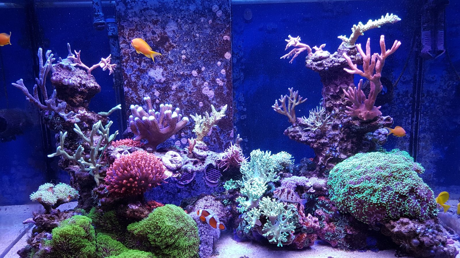 bester Aquarium LED Streifen