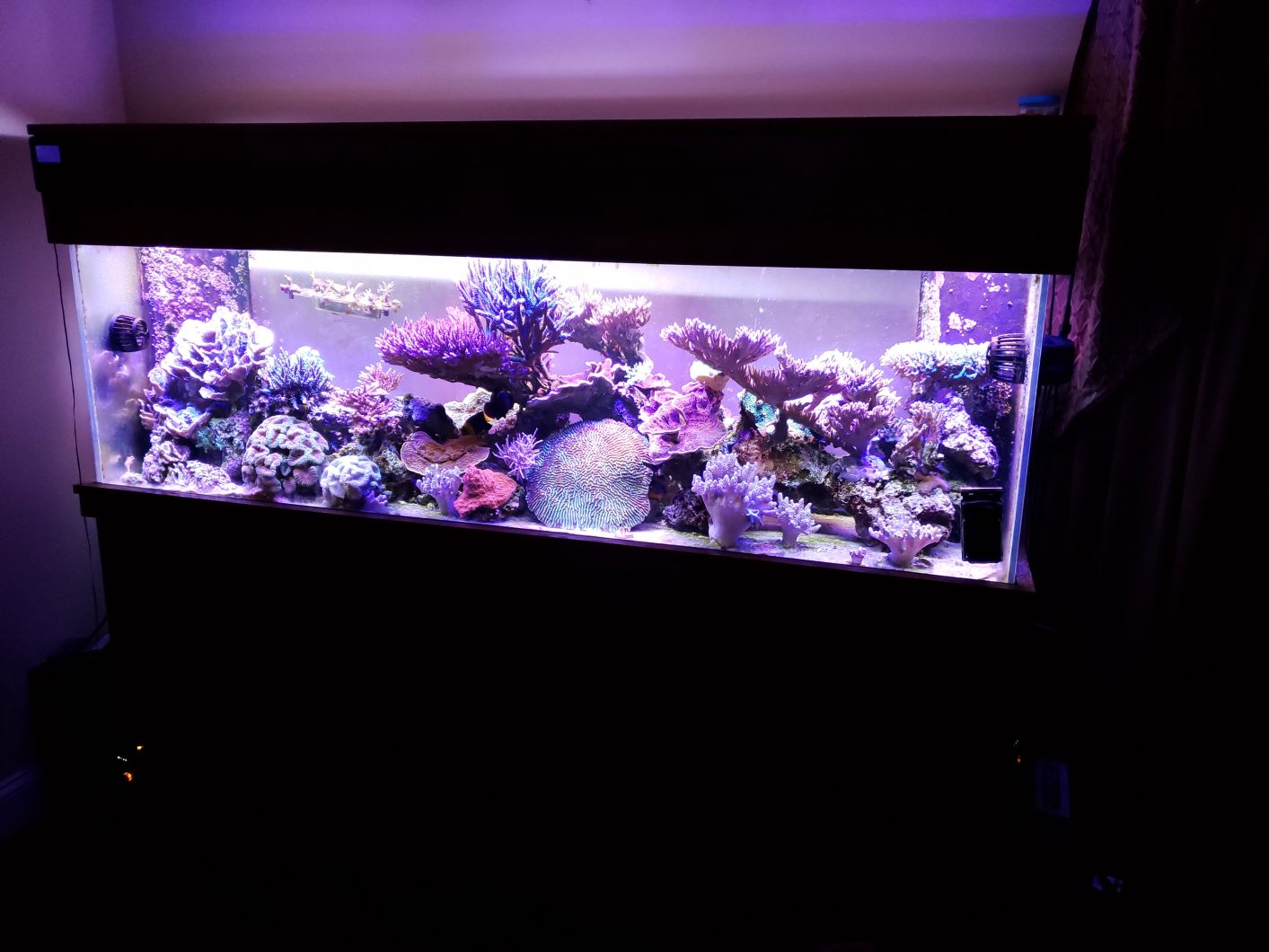 Orphek OR90 Bar LED over 6 foot wide 135g SPS-dominated reef •Reef Lights
