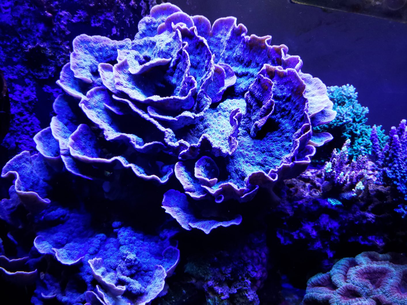 gaint-coral-orphek-led