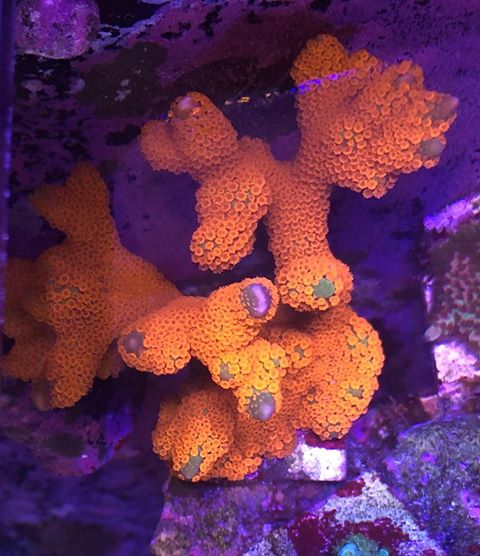 eniten värikäs-korallit-for-a-suolavettä tank2