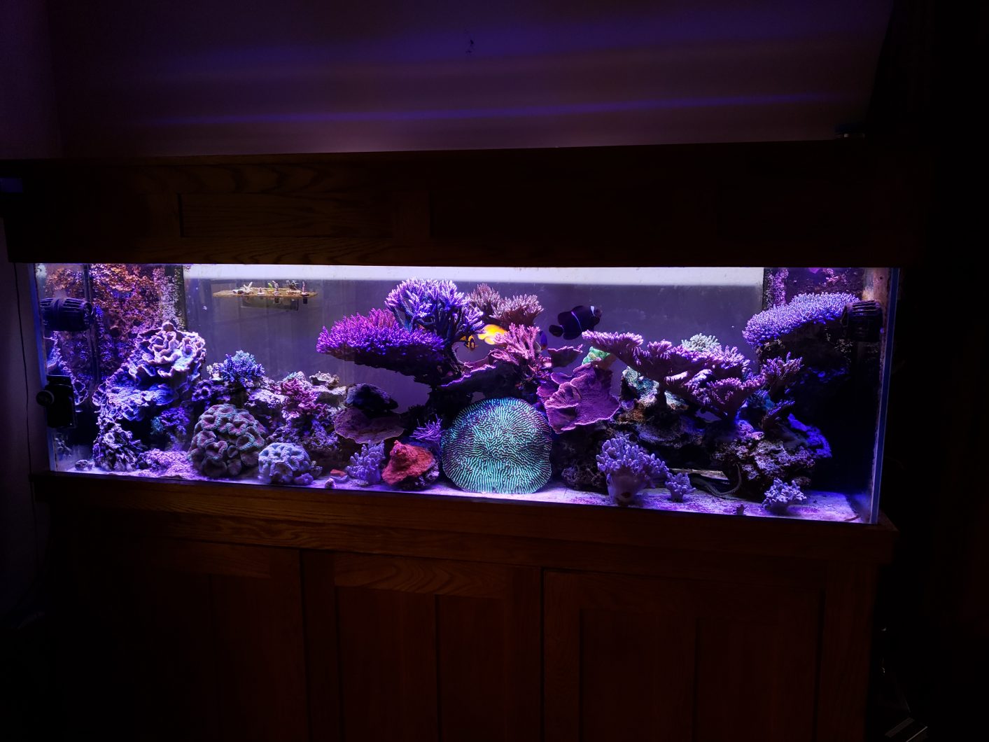 orphek-or90-bar-led-over-6-piede largo--135g-SPS-dominato-reef