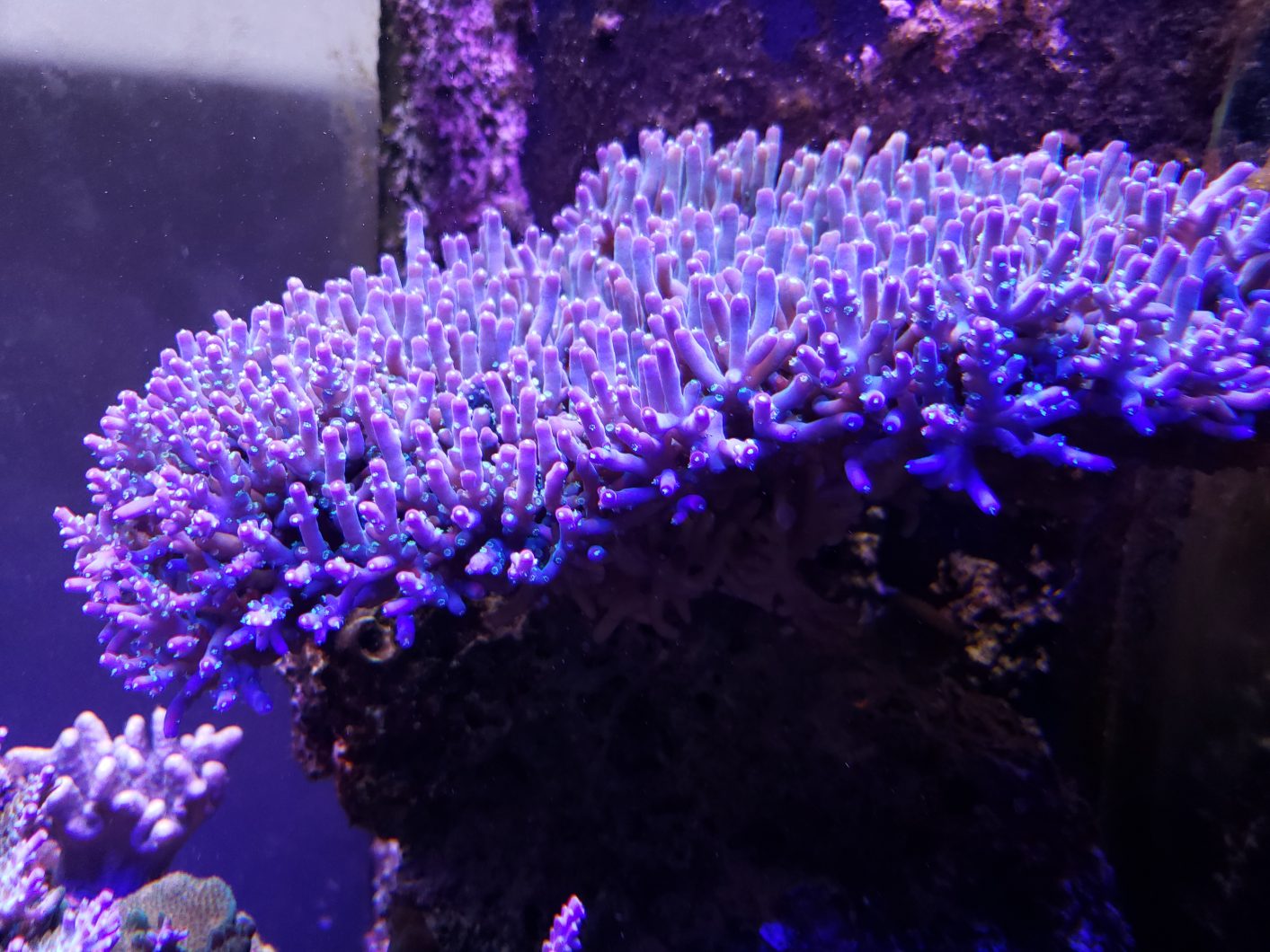 le plus gros-sps-colony-reef-aqurium