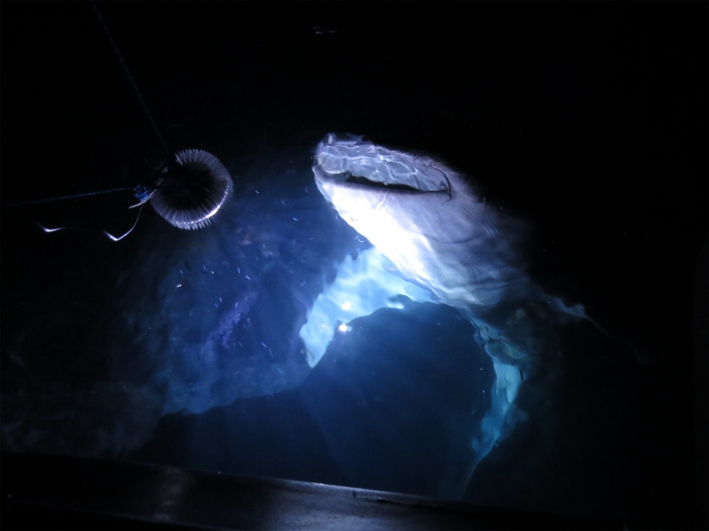 Shark Institute-orphek -LED-lighting