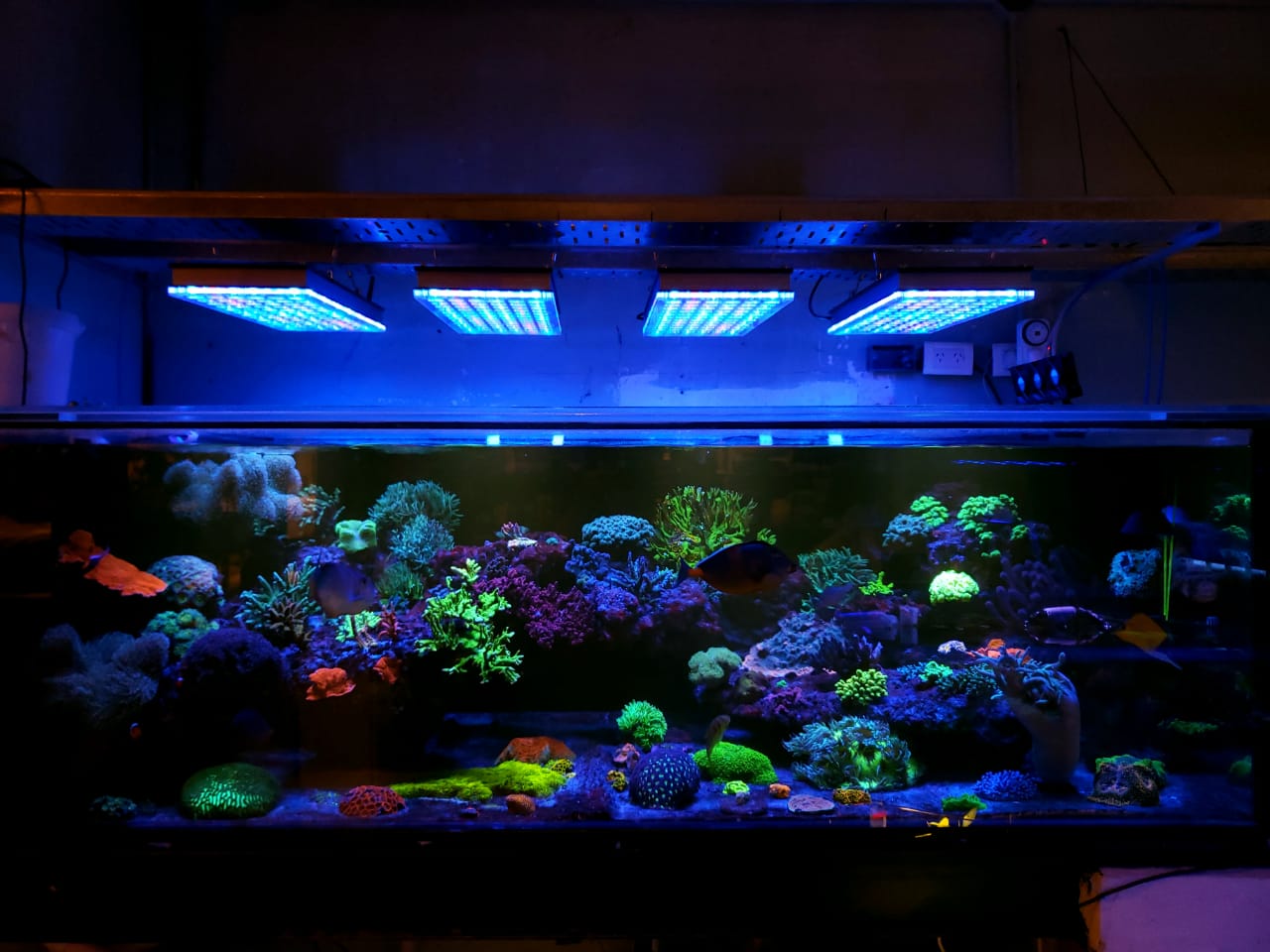 best reef aquarium LED lighting