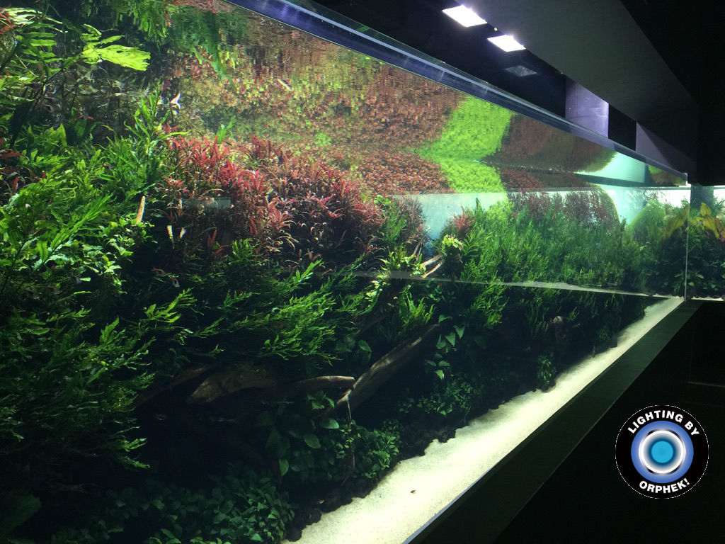 longest_Aquascape-planted-aquarium-orphek