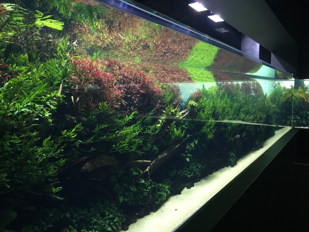 The Longest Aquascape Planted Aquarium In The World Orphek Led Light