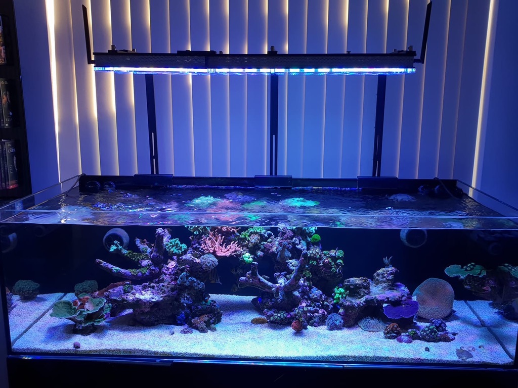 Las mejores luces LED Reef ¿Cuál es la mejor luz LED para acuarios de  Orphek?