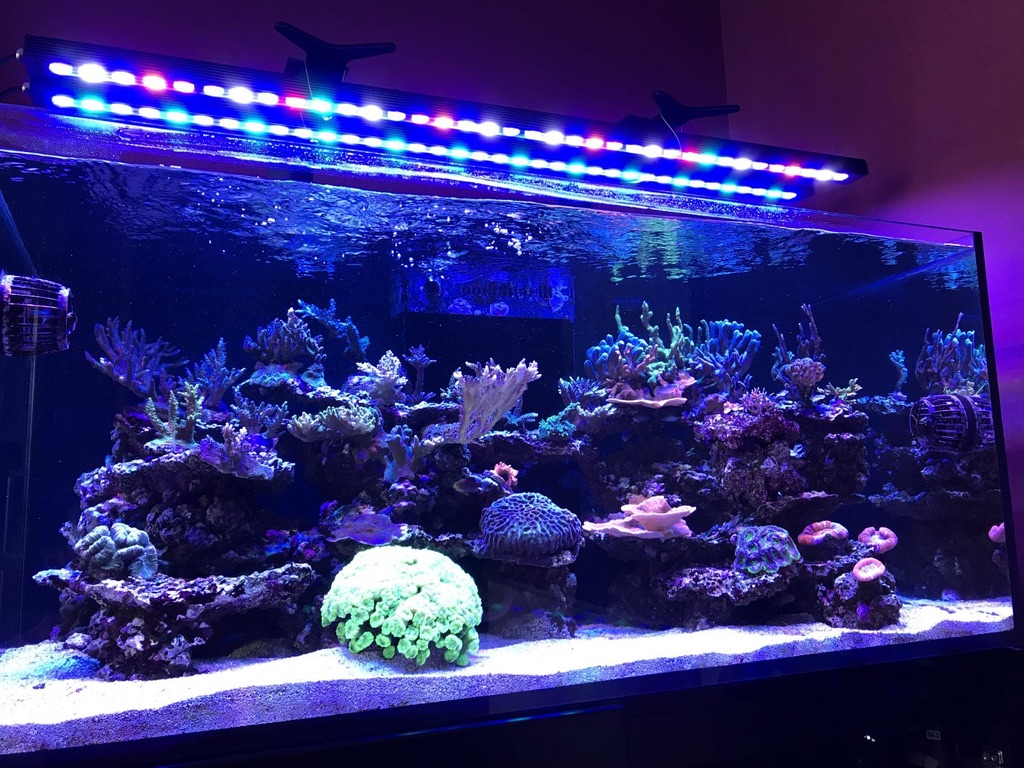 Las mejores luces LED Reef ¿Cuál es la mejor luz LED para acuarios