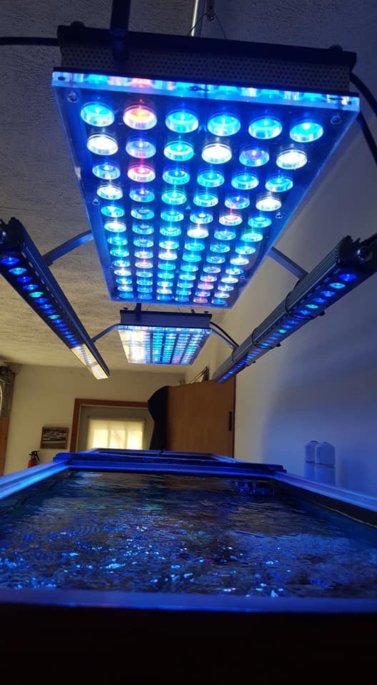 Le-meilleur-aquarium récifal-LED-lumières-2019-Orphek-130