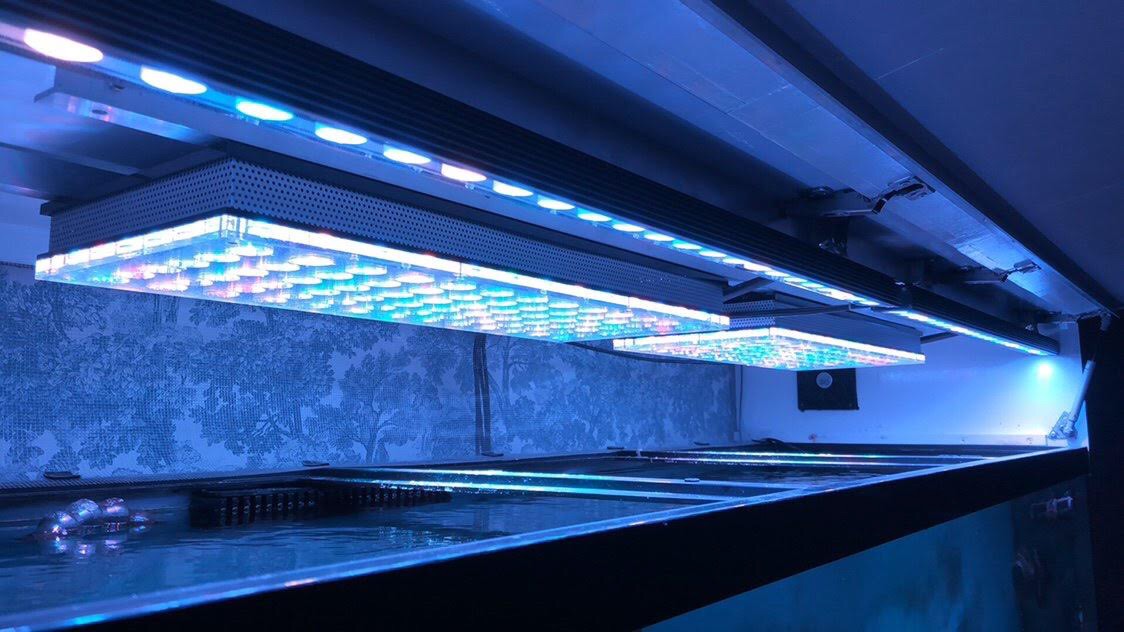 Le-meilleur-aquarium récifal-LED-lumières-2019-Orphek-157