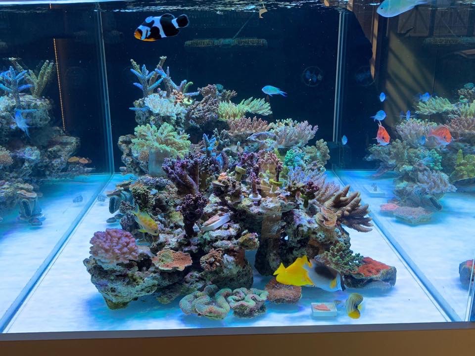 最高のサンゴ礁の水族館 -  LEDライト -  2019  -  Orphek  -  159