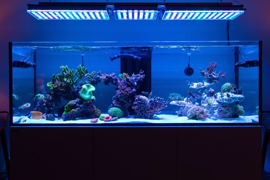 The Best-Reef-aquarium-LED-lights-2019-Orphek-159