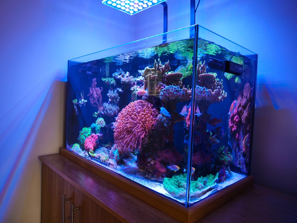 Iluminación LED para acuarios • Orphek Reef Iluminación LED para acuarios