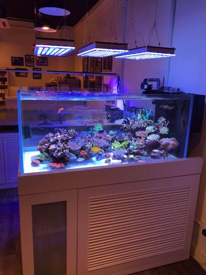 Las mejores luces LED Reef ¿Cuál es la mejor luz LED para acuarios