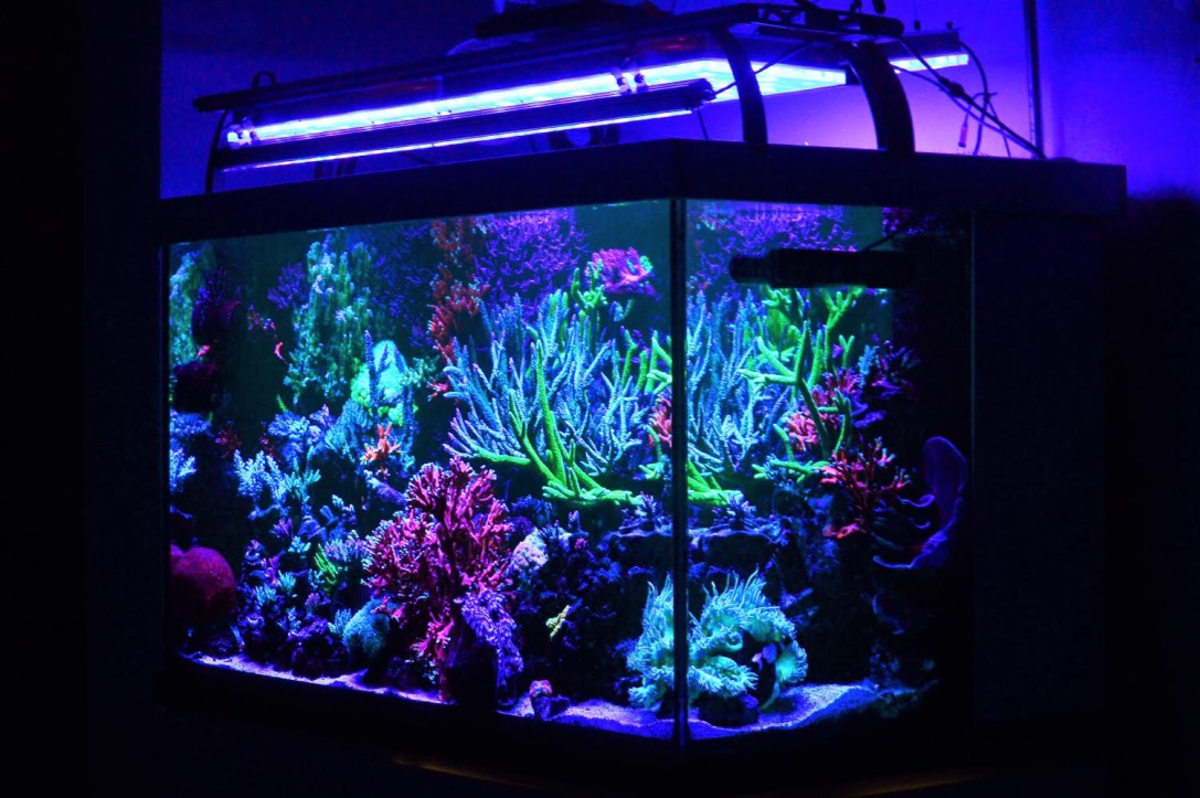 marine aquarium light