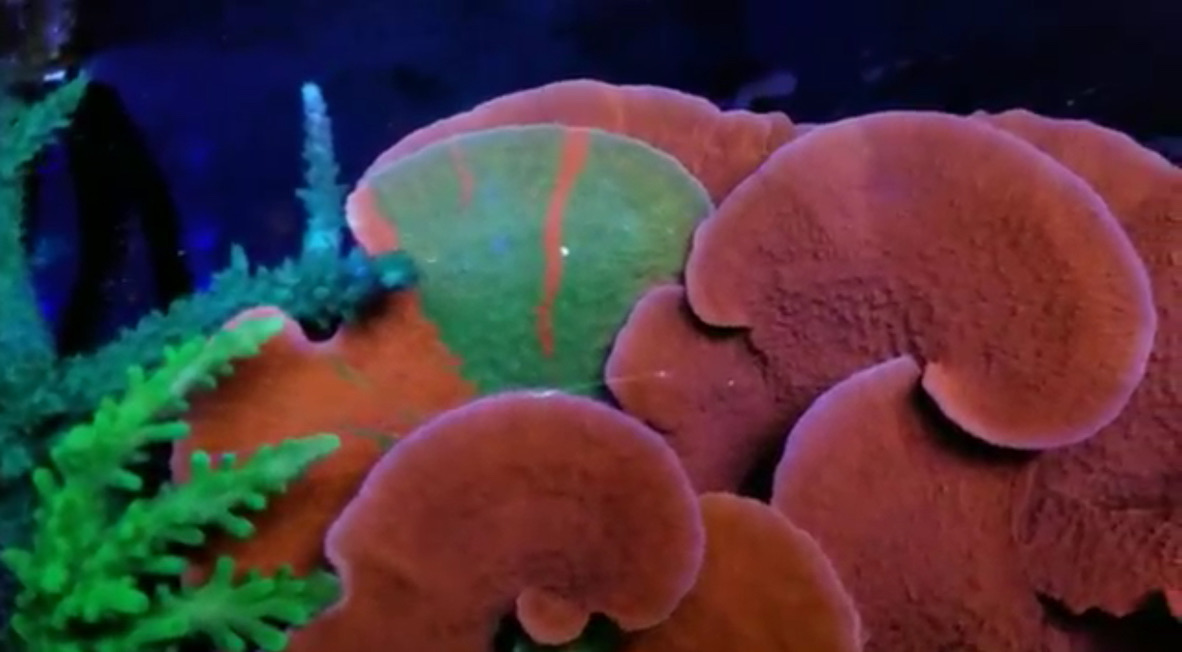 最高のサンゴ礁の水族館 -  LEDライト -  2019  -  Orphek  -  7