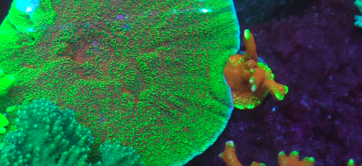 青いLEDの下に素晴らしいサンゴ礁の色