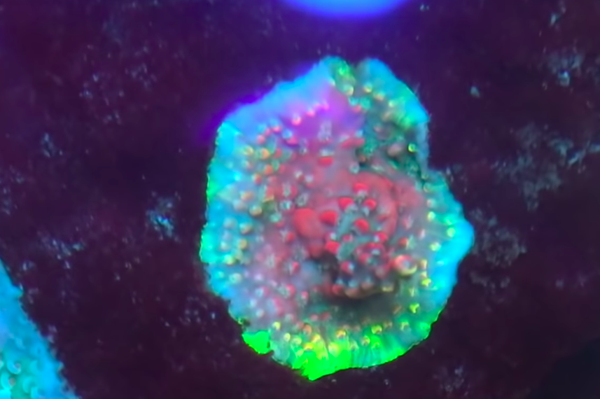 fantastisk reef tank korall farge