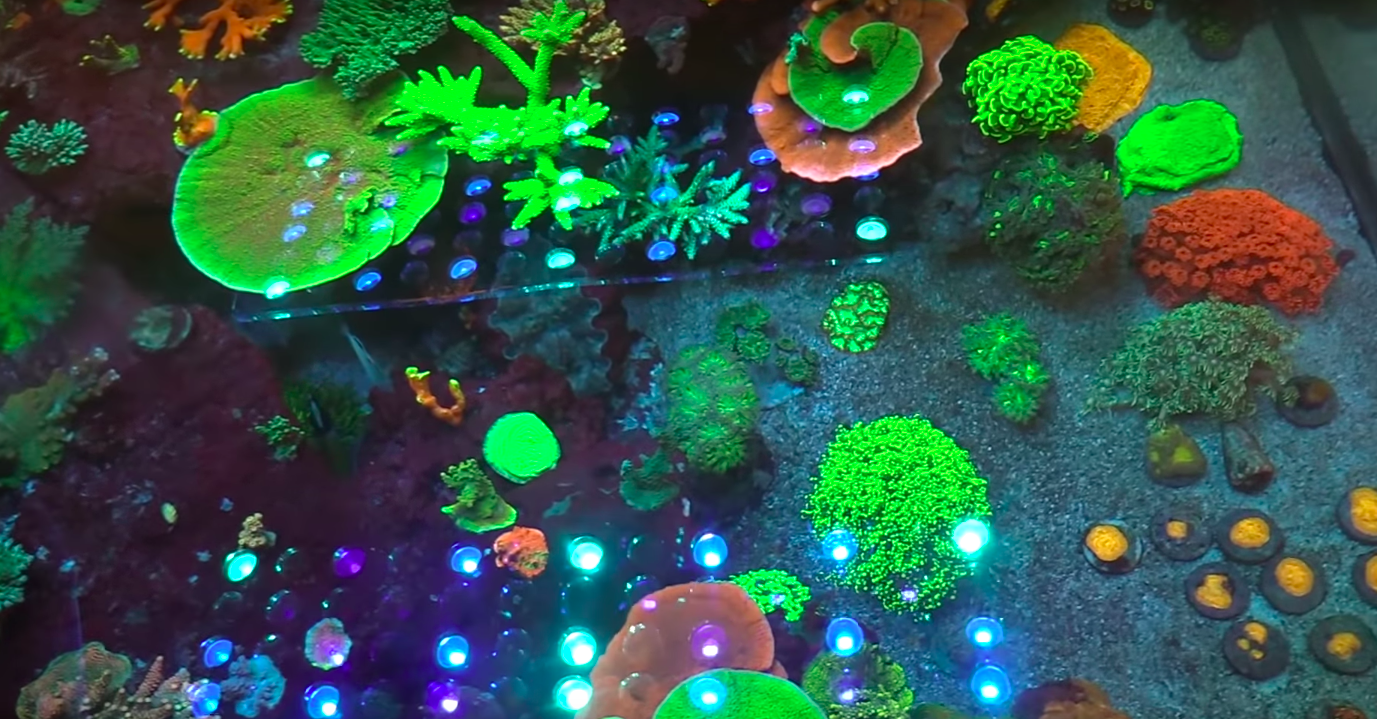 tanque de arrecife de iluminación LED superior