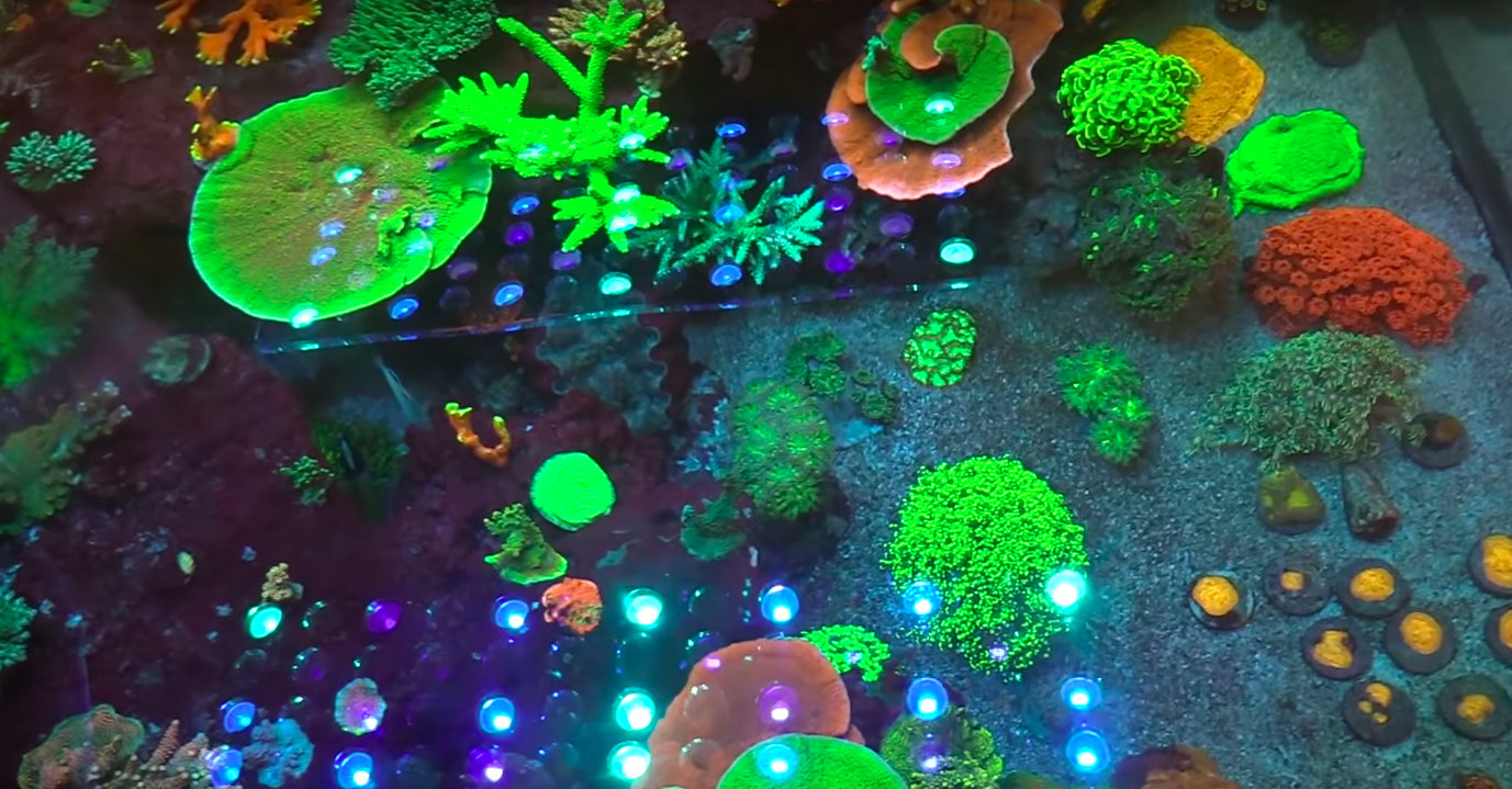 cor de coral pop out Led