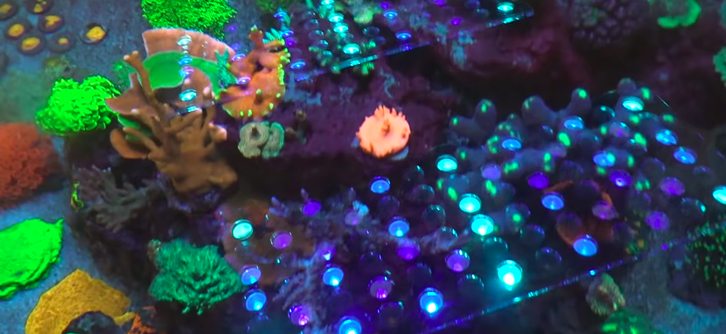 arrecife de coral fluorescente tanque orphek