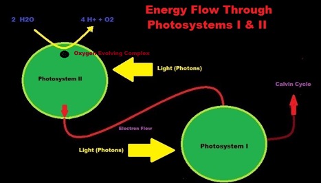 Energian virtaus fotosynteesissä