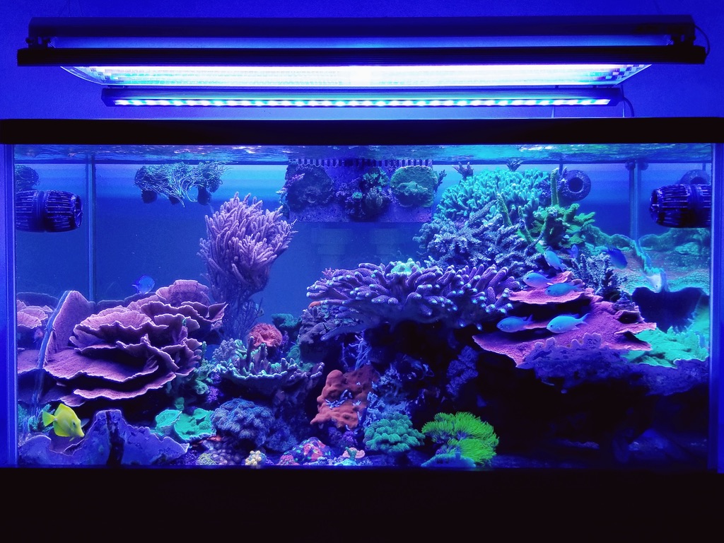 Diodo emissor de luz-coral-pop-orphek