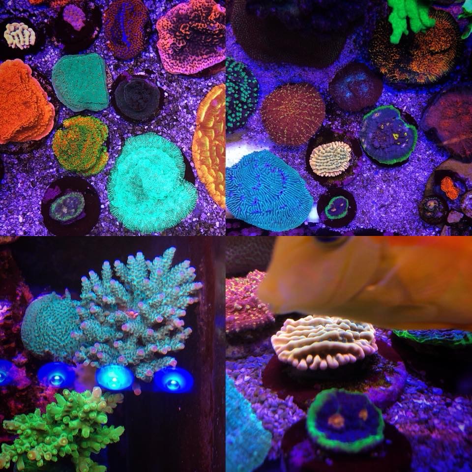 אלמוגים פופ LED- אור