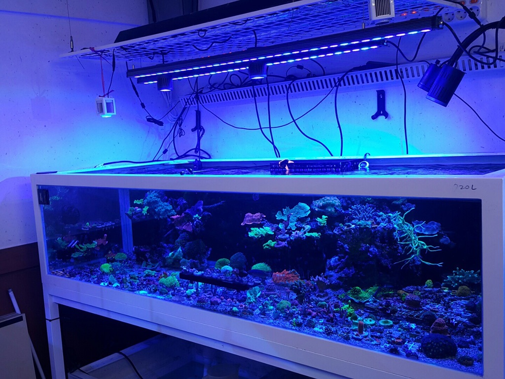 água salgada-recife-aquário-LED-bar