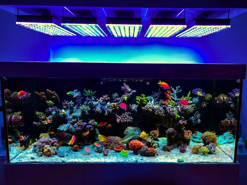 nejlepší osvětlení LED akvárium s nejlepším útesem