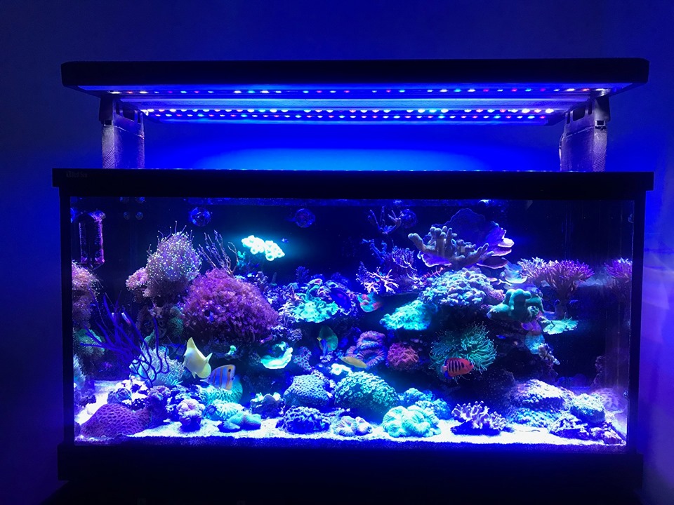 2020 reef aquarium strip LED lights