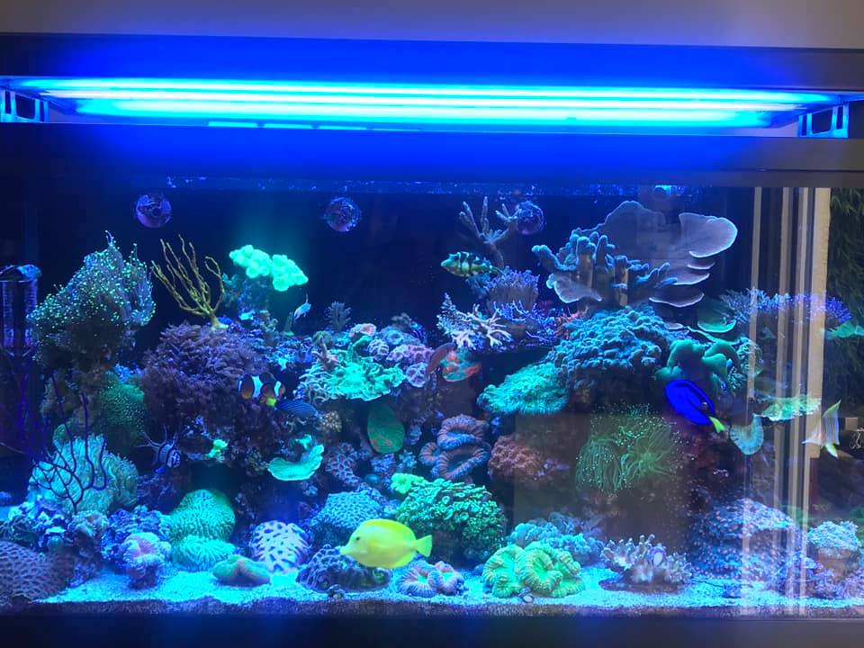 Orphek Or2 Reef Bar Led As An, T5 Aquarium Light Fixtures