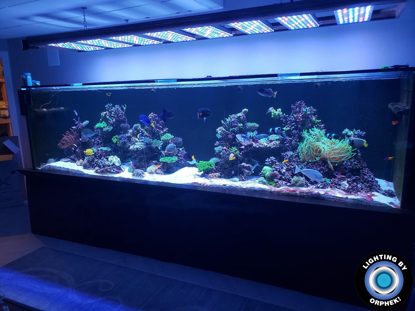 8 stuks Atlantik V4 voor een groot aquarium display