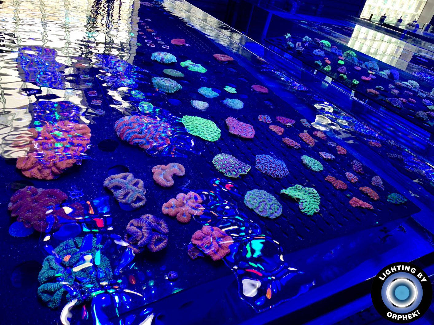 incroyable corail pop avec éclairage LED orphek