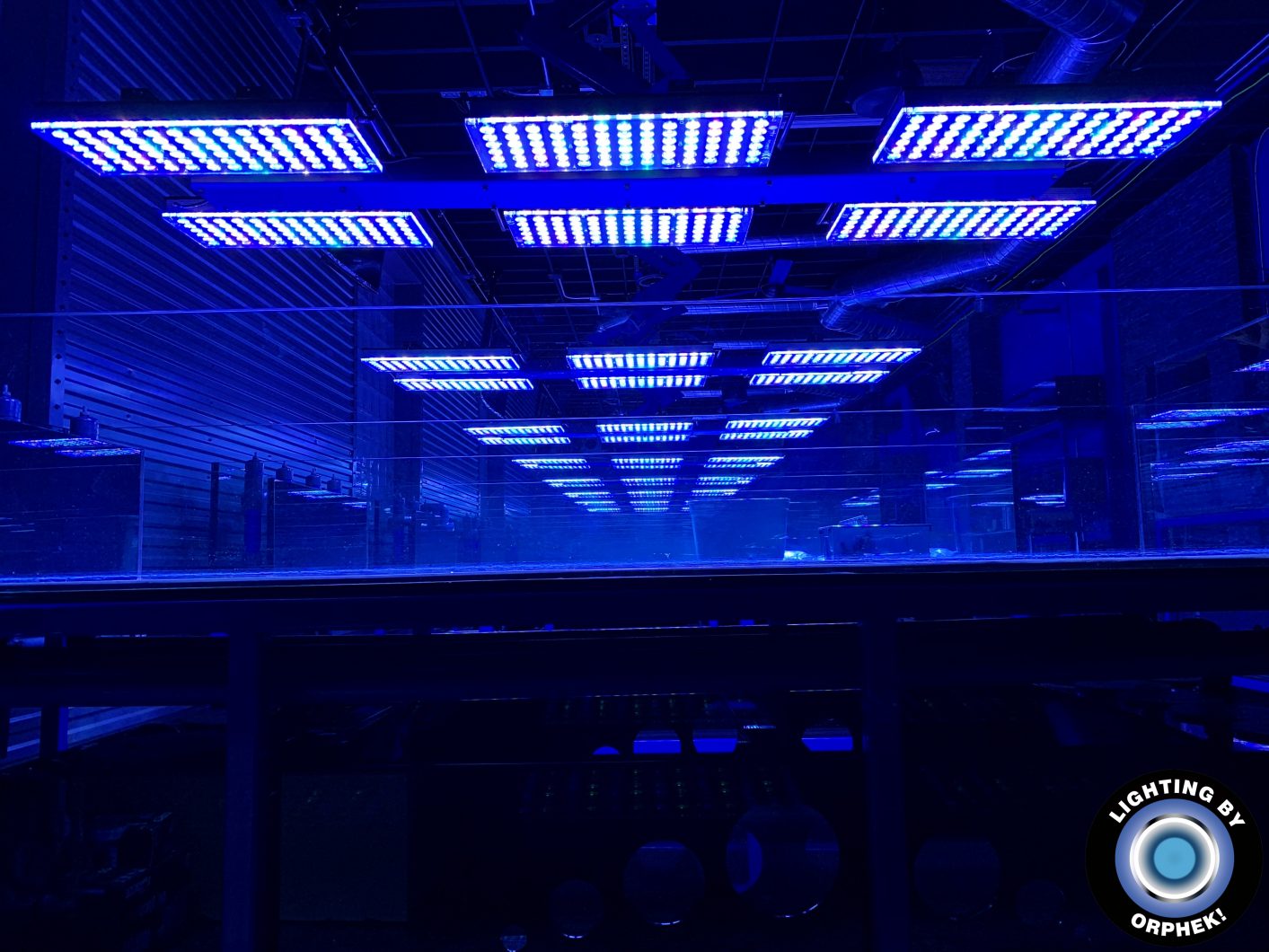 L'aquarium le plus fort a mené l'éclairage 2020