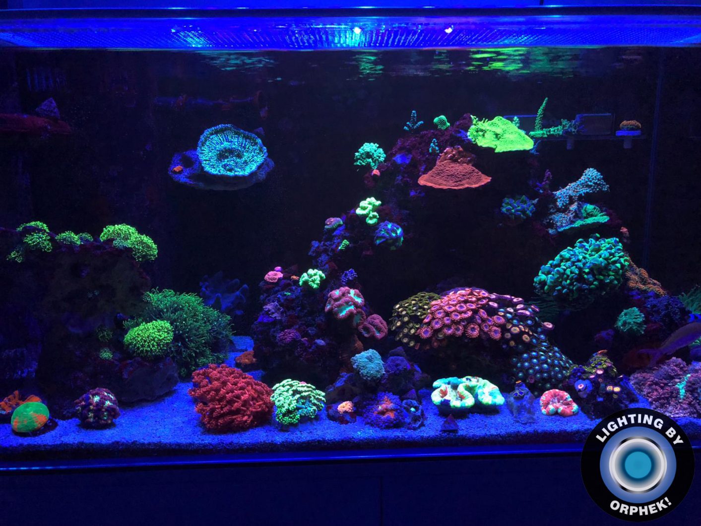 beautiful deep water corals aquarium